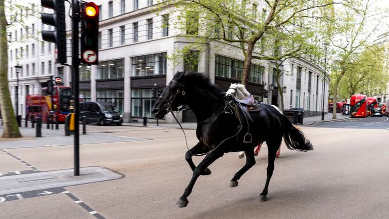 Escaped Horses Roaming Freely in Central London, Authorities Report