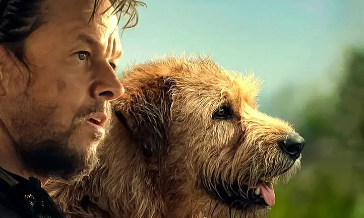 Hành Trình Vĩ Đại của Chú Chó Hoang Arthur