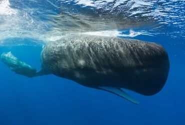 Researchers Unveil a New 'Vocal Code' in Dolphin Communication