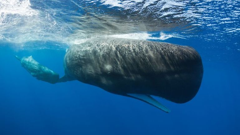 Researchers Unveil a New 'Vocal Code' in Dolphin Communication