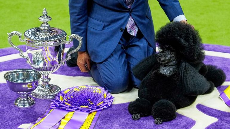Underdog Triumphs at the Prestigious Westminster Dog Show