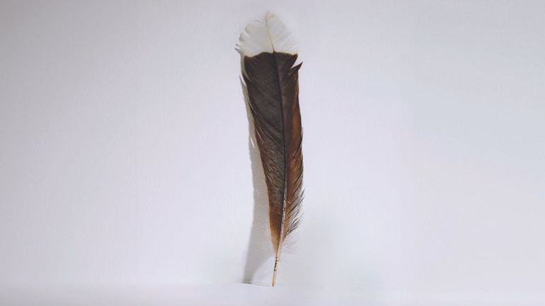 Rare Feather from Extinct New Zealand Bird Fetches Record Price at Auction