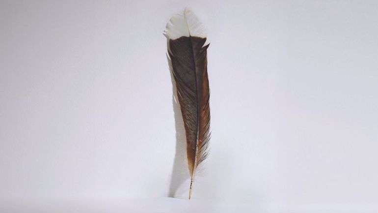 Rare Feather from Extinct New Zealand Bird Fetches Record Price at Auction