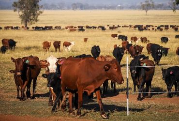 Australia welcomes China's decision to lift ban on five beef exporters