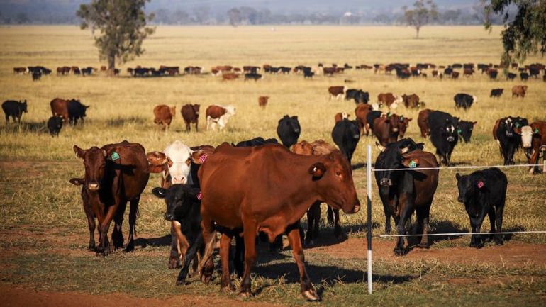 Australia welcomes China's decision to lift ban on five beef exporters