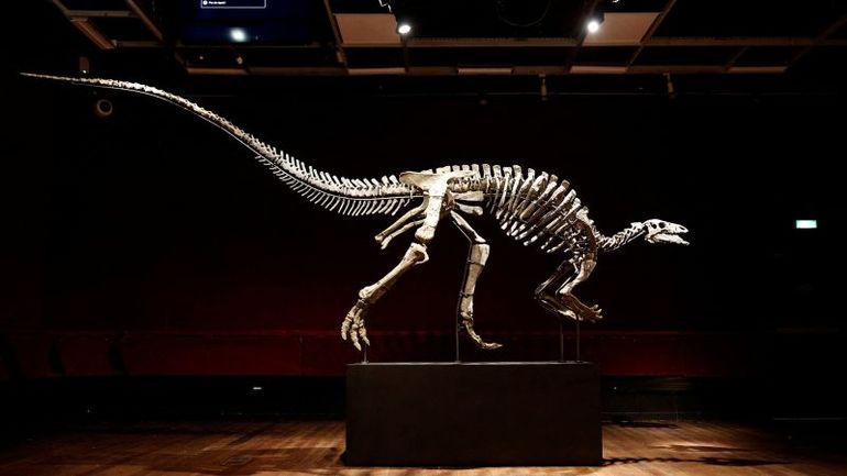 Record-breaking dinosaur skeleton, nicknamed Barry, up for grabs at prestigious Paris auction