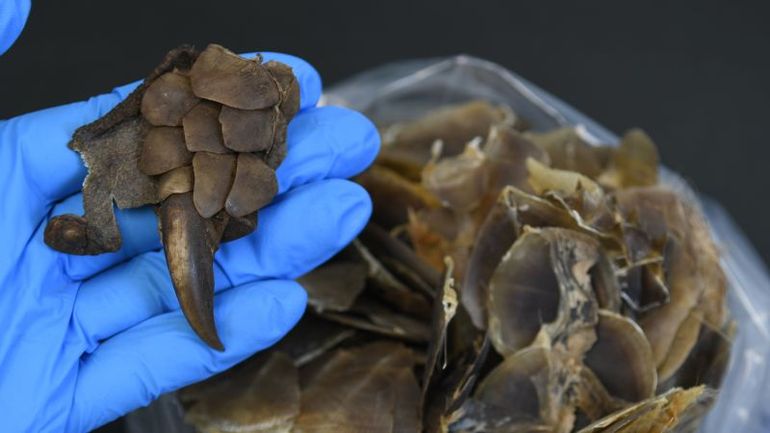 Game-Changing Discovery: World's New Pangolin Species Holds Key to Battling Extinction