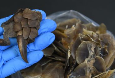 Game-Changing Discovery: World's New Pangolin Species Holds Key to Battling Extinction