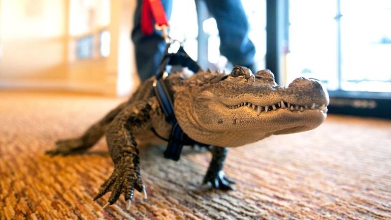 Unconventional Playoff Charm: Emotional Support Alligator Wally Denied Access to Phillies' Stadium, but Owner Remains Optimistic