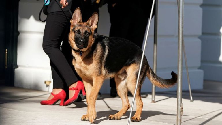 Unleashing the Truth: Surprising Number of White House Biting Incidents Involving Biden's Dog, Commander