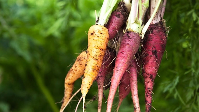 5 loại củ phổ biến trong bếp Việt giúp làm sạch mỡ máu và kháng ung thư hiệu quả hơn