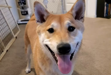 Paw-some Pace: Watch a Canine Dash Through AGDQ 2024!