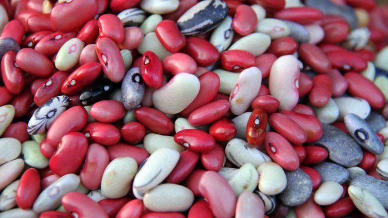 Revolutionizing African Agriculture: Unveiling 650 New Bean Varieties to Combat Hunger