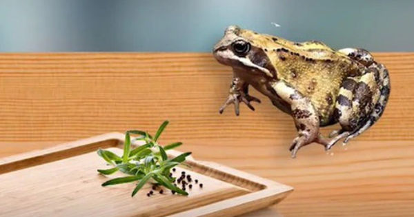 5 trường hợp ngộ độc do ăn thịt cóc