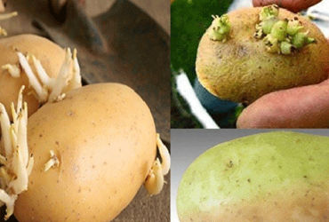 Các nguyên liệu 'độc hại' nguy hiểm mà bạn đang sử dụng hàng ngày trong nhà bếp