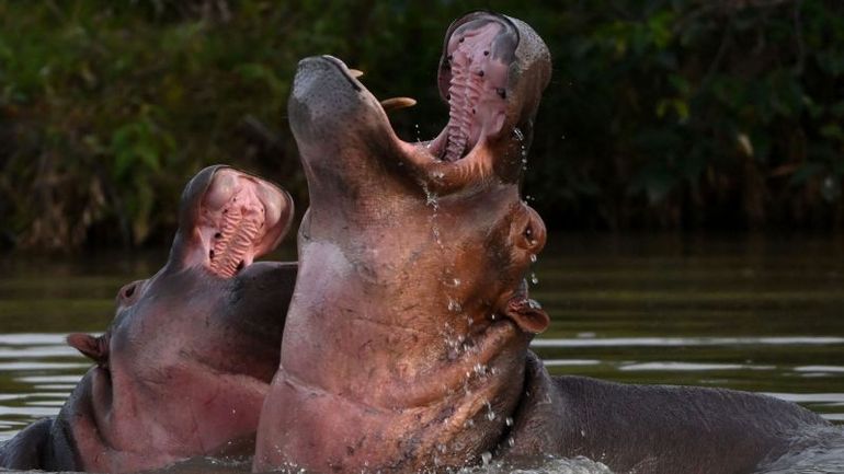 Colombian Government Plans Cull of Pablo Escobar's Infamous Cocaine Hippos