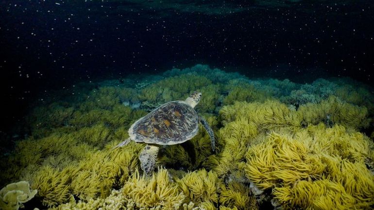 Celebrating the Great Barrier Reef: A Glorious Coral Spawning Season