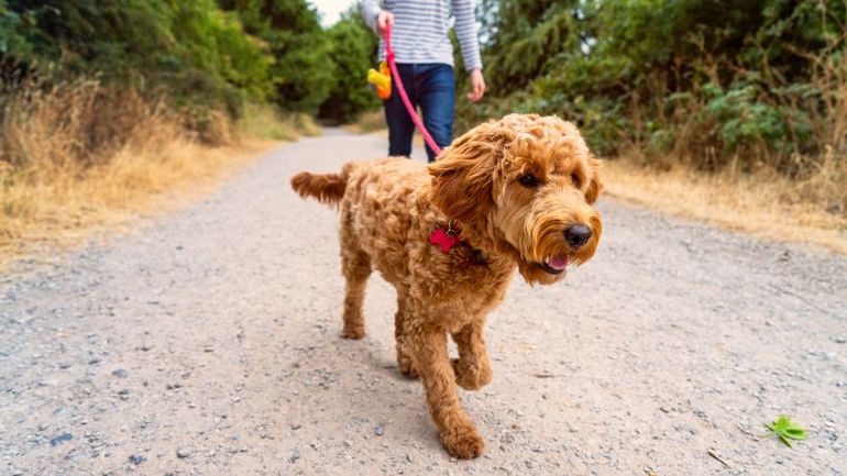 Shape up with your furry companion