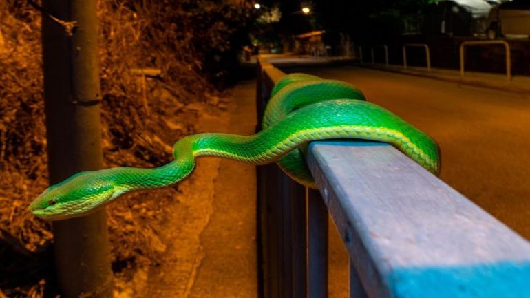 Exploring Hong Kong's Nocturnal Creatures: A Photographer's Perspective