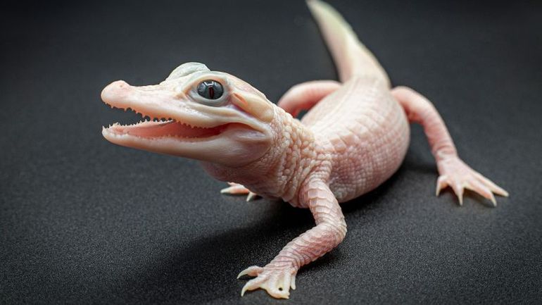 Rare leucistic alligator hatchling discovered in Orlando wildlife park