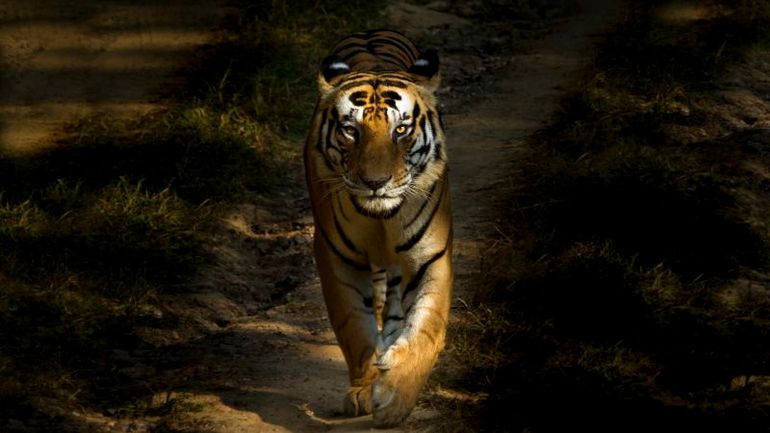 Real-time Tiger Alerts in India: AI-Powered Cameras Take Charge