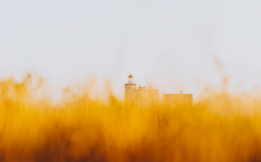 Stora Karlsö lighthouse shot through burnt yellow grass in late summer.