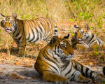 Bandhavgarh