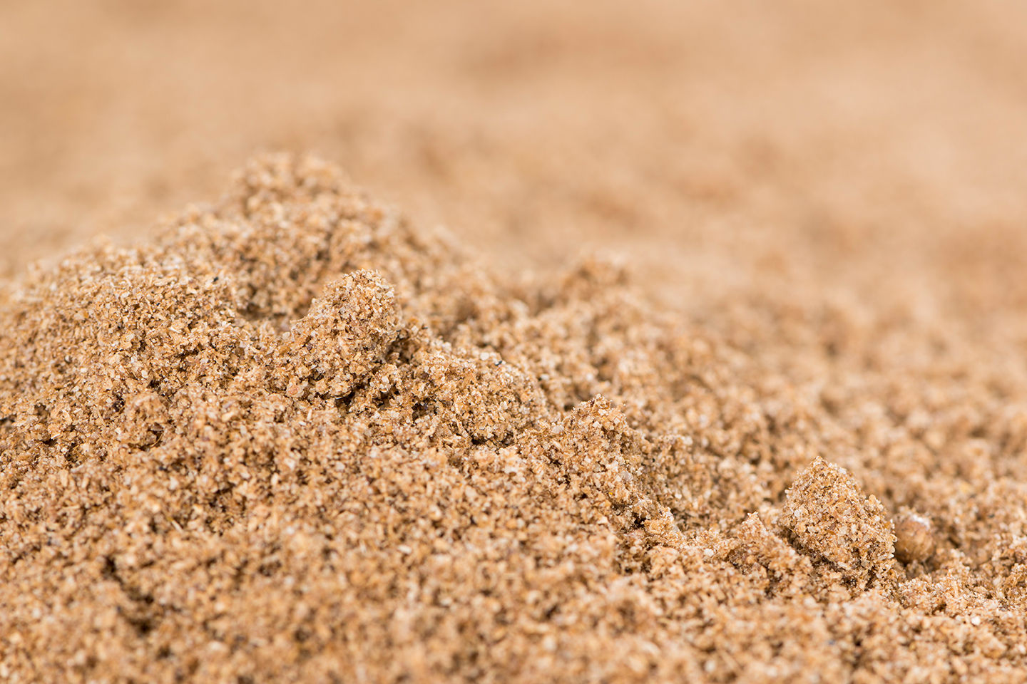 Coriander Powder
