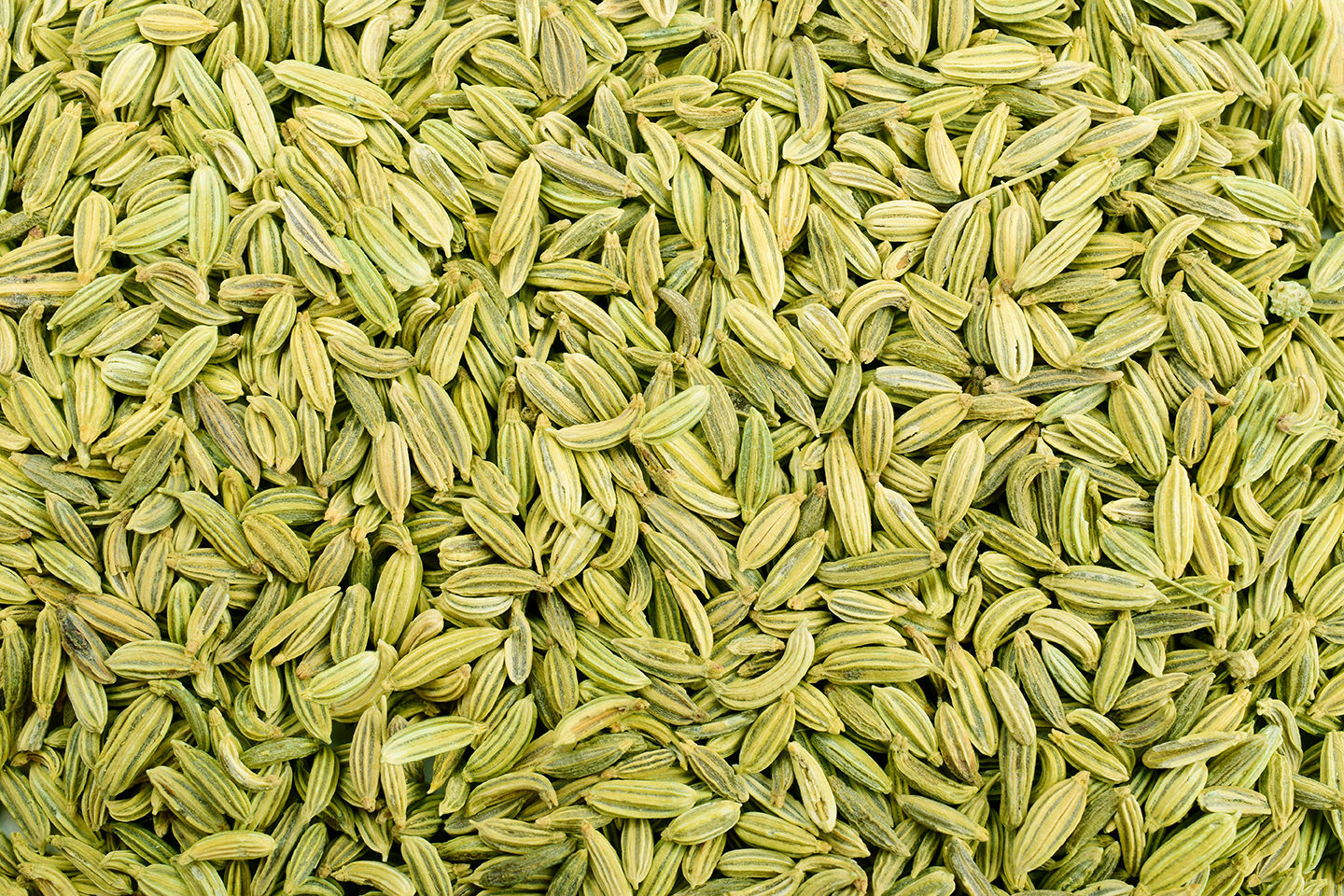 Fennel Seeds