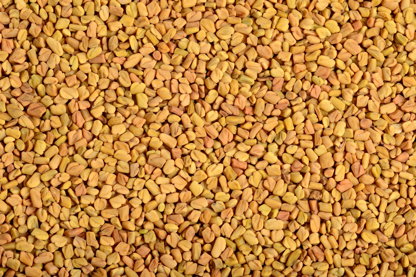 Fenugreek Seeds