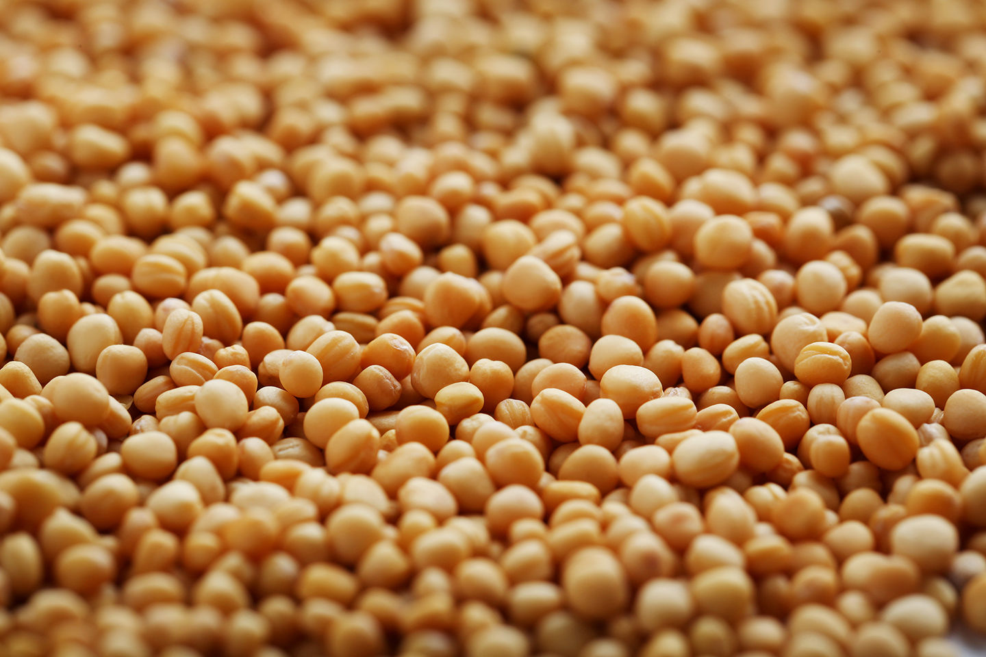 Oriental Mustard Seeds