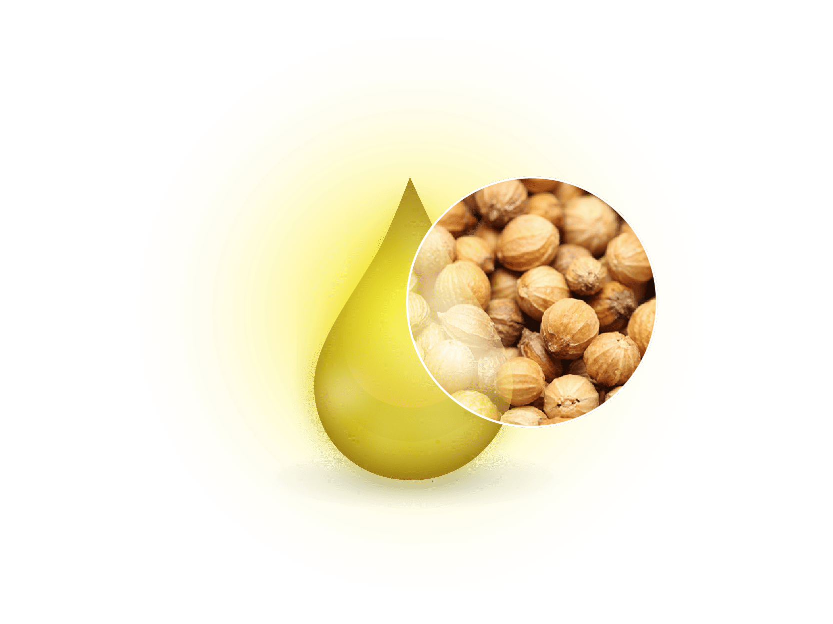 Coriander Seed Essential Oil