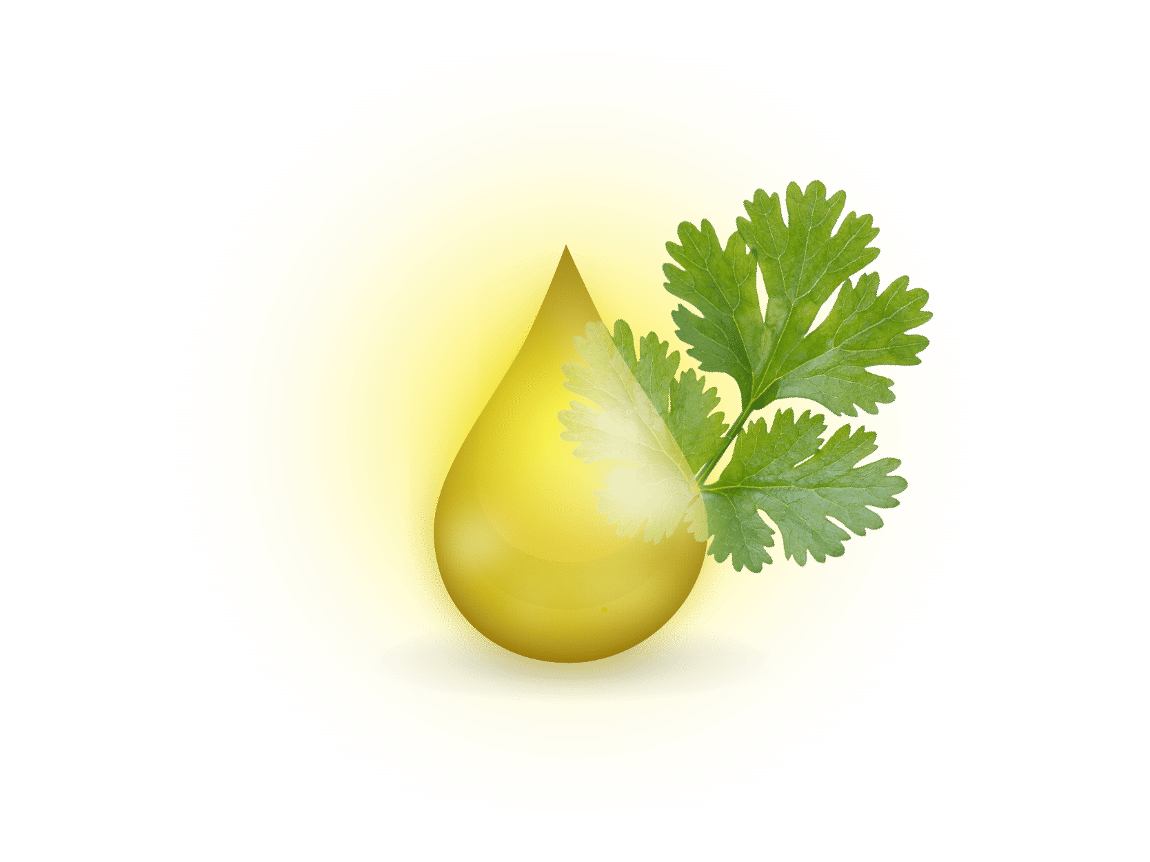 Coriander Leaf/Cilantro Essential Oil