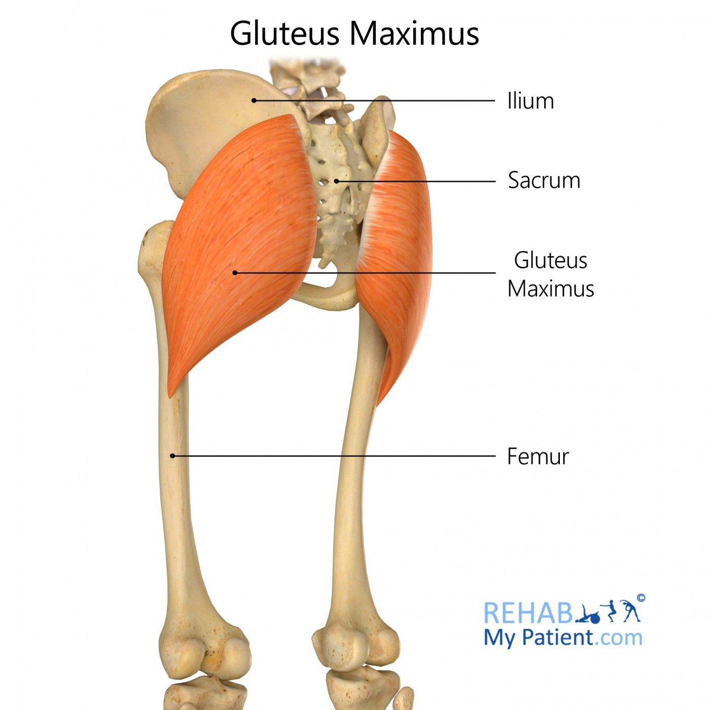 Learn More About Gluteus Maximus Muscles - Pure Posture