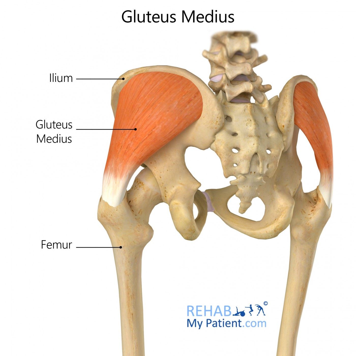 Learn More About Gluteus Maximus Muscles - Pure Posture