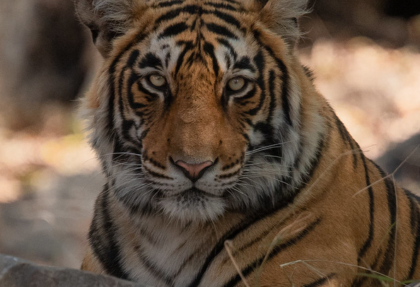 Tiger Spotting at Ranthambore