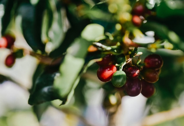 Coffee Plantaion