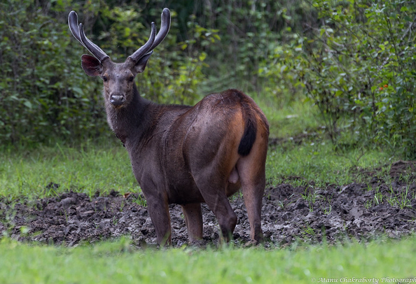 Nagarhole national park Coonoor