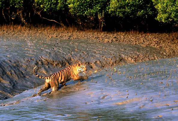 Sundarbans