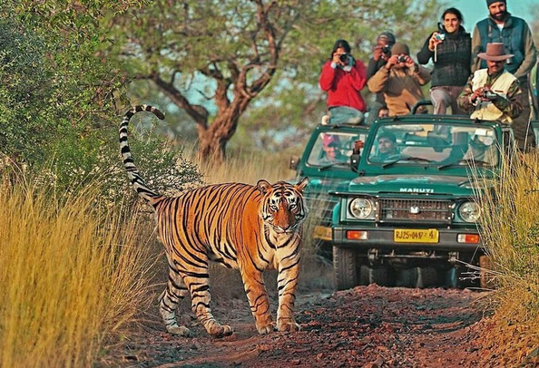 Ranthambore Jeep Safari