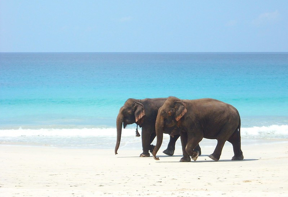 Elephant beach Andaman