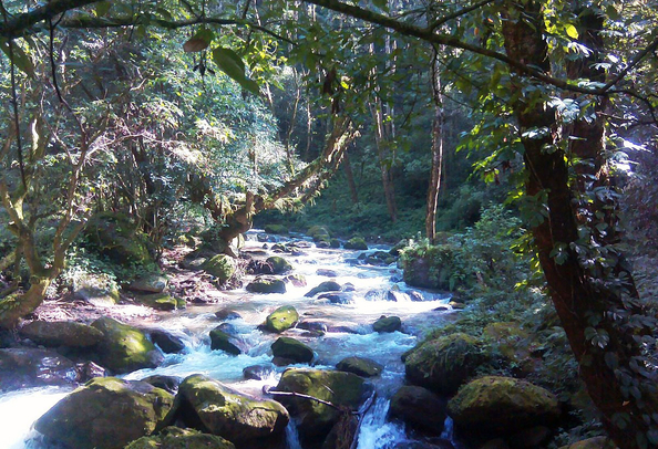 Shivapuri forest