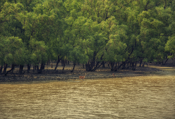 Sundarban forest