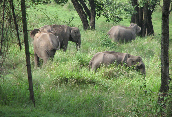 Mudumalai National Park