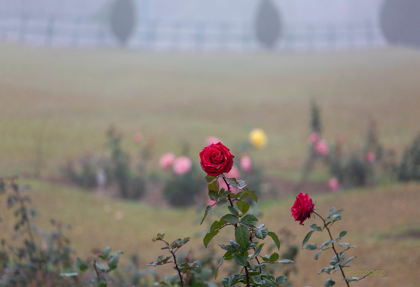 Rose garden