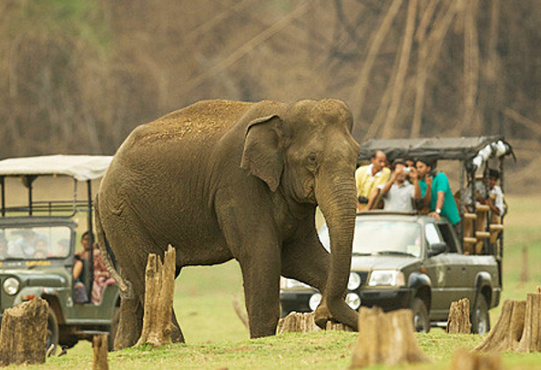 Bandipur national park jeep safari