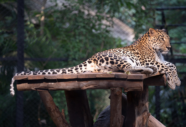 Mysore zoo