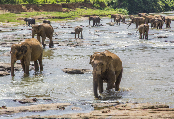Elephants in Jim Corbett
