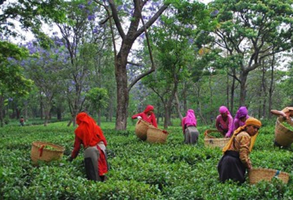 Tea garden Palampur