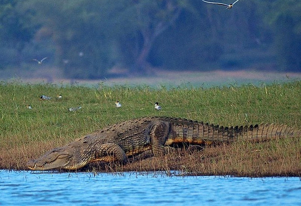 Nagarhole national park